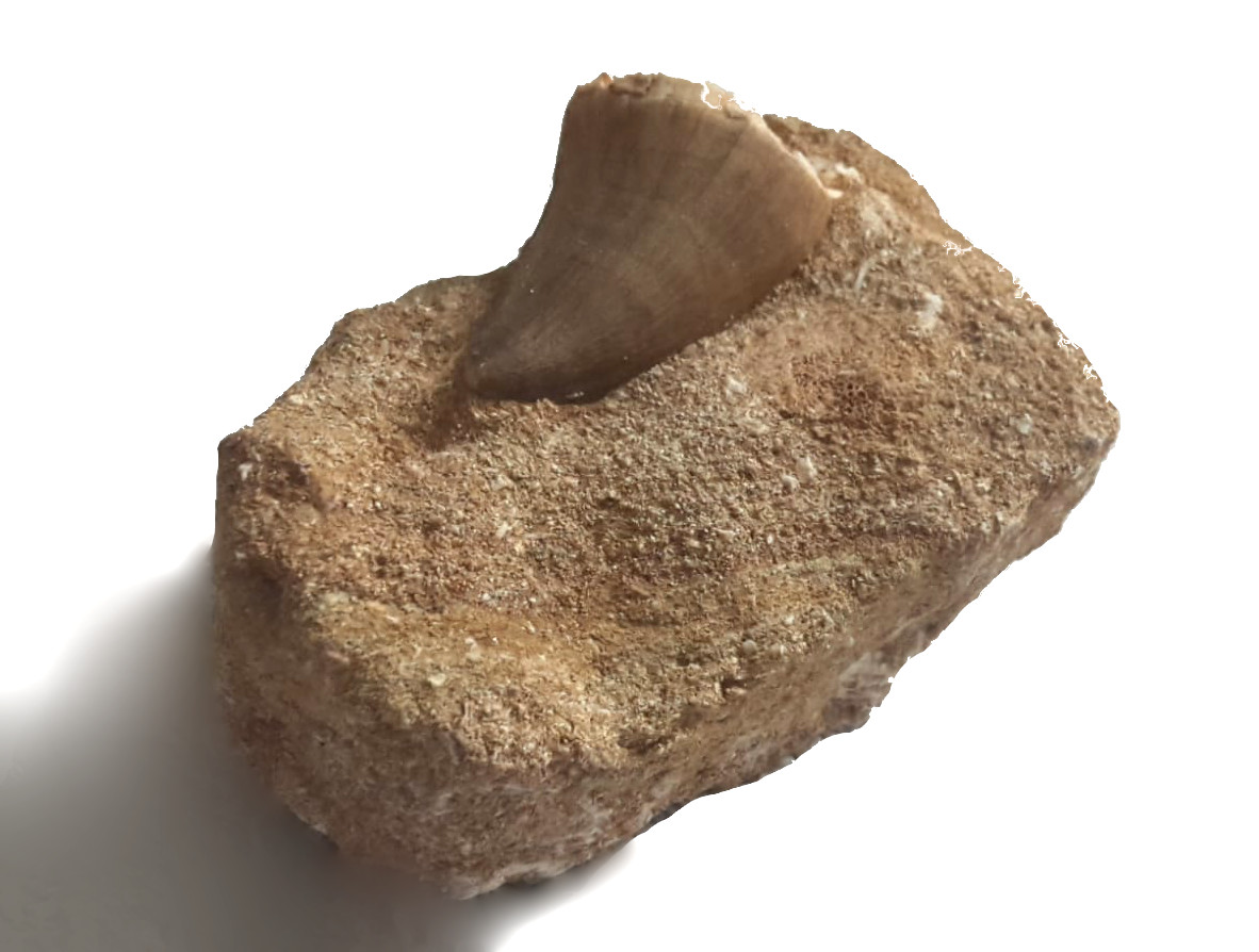 versteinerter, fossiler Zahn eines Mosasaurus (Dinosaurier Zahn) auf Matrix