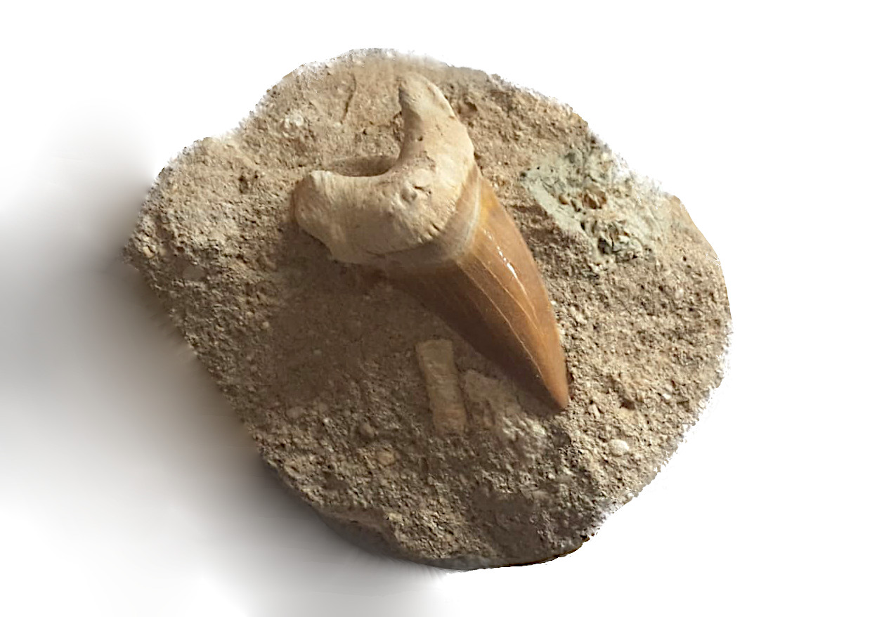 versteinerter, fossiler Haifischzahn auf Matrix